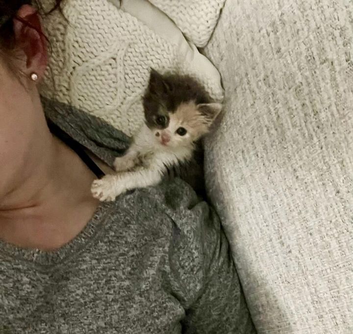 tiny shoulder calico kitten